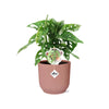 Monstera « Monkey Leaf » + pot ELHO Vibes Fold 14 cm rose Everspring