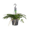 Humata Tyermannii - Ø17cm - ↕20cm Everspring