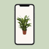 Spathiphyllum Torelli P17 - Ø17cm - ↕65cm Everspring