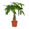 Pachira Aquatica - Ø12cm - ↕35cm Everspring