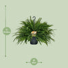 Nephrolepis Green Lady - Ø20cm - ↕60cm Everspring