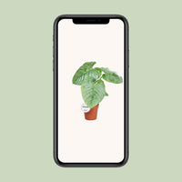 Philodendron Sodiroi - Ø15cm - ↕45cm Everspring