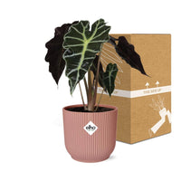 Alocasia ‘Polly’ en ELHO Vibes Fold 14 cm rose Everspring