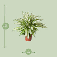 Dieffenbachia Vésuve - Ø27cm - ↕80cm Everspring