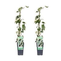 Hedera colchica Dentata Variegata - 2 plantes - Ø15cm - ↕65cm Everspring