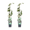 Hedera colchica Dentata Variegata - 2 plantes - Ø15cm - ↕65cm Everspring