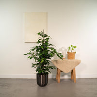Ficus benjamina Danielle - Ø21cm - ↕95cm + pot Mayk Plomb Everspring