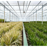 2x Dracaena - ↨90cm - Ø17cm Everspring