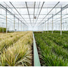 2x Dracaena - ↨90cm - Ø17cm Everspring