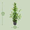 Ficus microcarpa Moclame - Ø21cm - ↕95cm Everspring