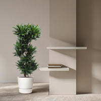 Dracaena Compacta - 140 cm - ø30 Everspring
