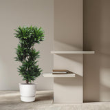 Dracaena Compacta - 140 cm - ø30 Everspring