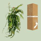 Ephiphyllum Anguliger - Ø21cm - ↕50cm Everspring