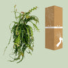 Ephiphyllum Anguliger - Ø21cm - ↕50cm Everspring