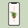 Kokodama Monstera Minima - Plante à trous - Ø15cm - ↕25cm Everspring