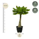 Birghamia Insignis - 25 cm - Ø12cm Everspring