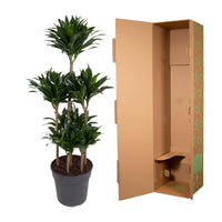 Carrousel Dracaena Compacta - 130 cm - ø31 Everspring