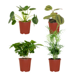 Jardinière respectueuse des animaux - 4 pièces - Ø12cm - ↕20-40cm Everspring