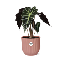 Alocasia ‘Polly’ en ELHO Vibes Fold 14 cm rose Everspring