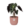 Alocasia ‘Polly’ en ELHO Vibes Fold 14 cm rose Everspring