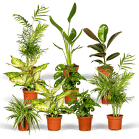 Boîte surprise - Ø12cm - ↕25cm - x 10 Everspring