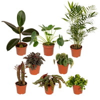 Boîte MIX de plantes pour extérieur - Ø12cm - 8x Everspring