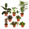 Boîte MIX de plantes pour extérieur - Ø12cm - 8x Everspring