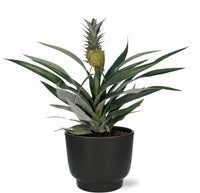 Ananas Bromelia - Ø12cm - ↕30cm + Pot Potenza D13x11cm - Noir Everspring