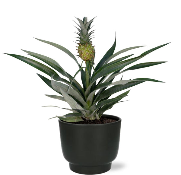 Ananas Bromelia - Ø12cm - ↕30cm + Pot Potenza D13x11cm - Noir Everspring