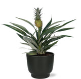 Ananas Bromelia - Ø12cm - ↕30cm + Pot Potenza D13x11cm - Noir Everspring