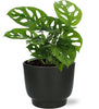 Monstera Monkey Leaf - Ø12cm - ↕30cm + Pot Potenza D13x11cm - Noir Everspring