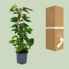 Scindapsus Epipremnum - Ø19cm - ↕80cm Everspring