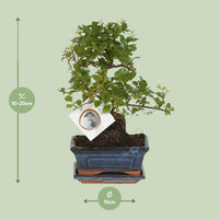 Bonsaï 'Sageretia' face S Ø15cm - ↕15cm Everspring