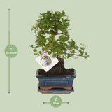 Bonsaï 'Sageretia' face S Ø15cm - ↕15cm Everspring