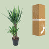 Yucca Elephantipes - Ø21cm - ↕100cm Everspring