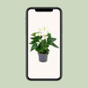 Anthurium Blanc - Ø12cm - ↕43cm Everspring