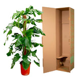 Monstera Pertusum - 120 cm - ø24 Everspring