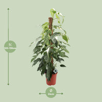 Epipremnum Pinnatum Albo Variegata - Ø24cm - ↕125cm Everspring