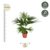 Livistona Chinensis - 170 cm - ø27 Everspring