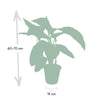 Calathea Warscewiczii - Plante paon - Ø19cm - ↕70cm Everspring