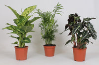 Mélange de plantes d'intérieur - 3 pièces - Ø17cm - ↕45-55cm Everspring