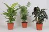 Mélange de plantes d'intérieur - 3 pièces - Ø17cm - ↕45-55cm Everspring