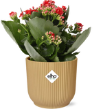 Kalanchoe Rosalina Don Justino Rood + Pot ELHO Vibes Fold 14 cm jaune Everspring