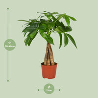 Pachira Aquatica - Ø12cm - ↕35cm Everspring