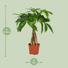 Pachira Aquatica - Ø12cm - ↕35cm Everspring