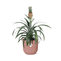 Ananas Mi Amigo + pot ELHO Vibes Fold 14 cm rose Everspring