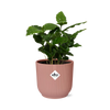 Coffea Arabica + pot ELHO Vibes Fold 14 cm rose Everspring