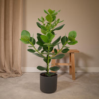 Clusia Rosea Princesse - Ø17cm - ↕60cm Everspring