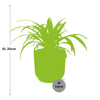 Chlorophytum Comosum Variegatum + pot ELHO Vibes Fold 14 cm rose Everspring