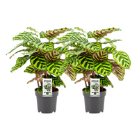 Calathea Makoyana - 2 pièces - Ø14cm - ↕45cm Everspring